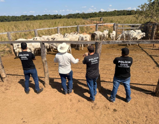 Pol�cia Civil recupera 33 cabe�as de gado furtadas de propriedade rural em Cocalinho